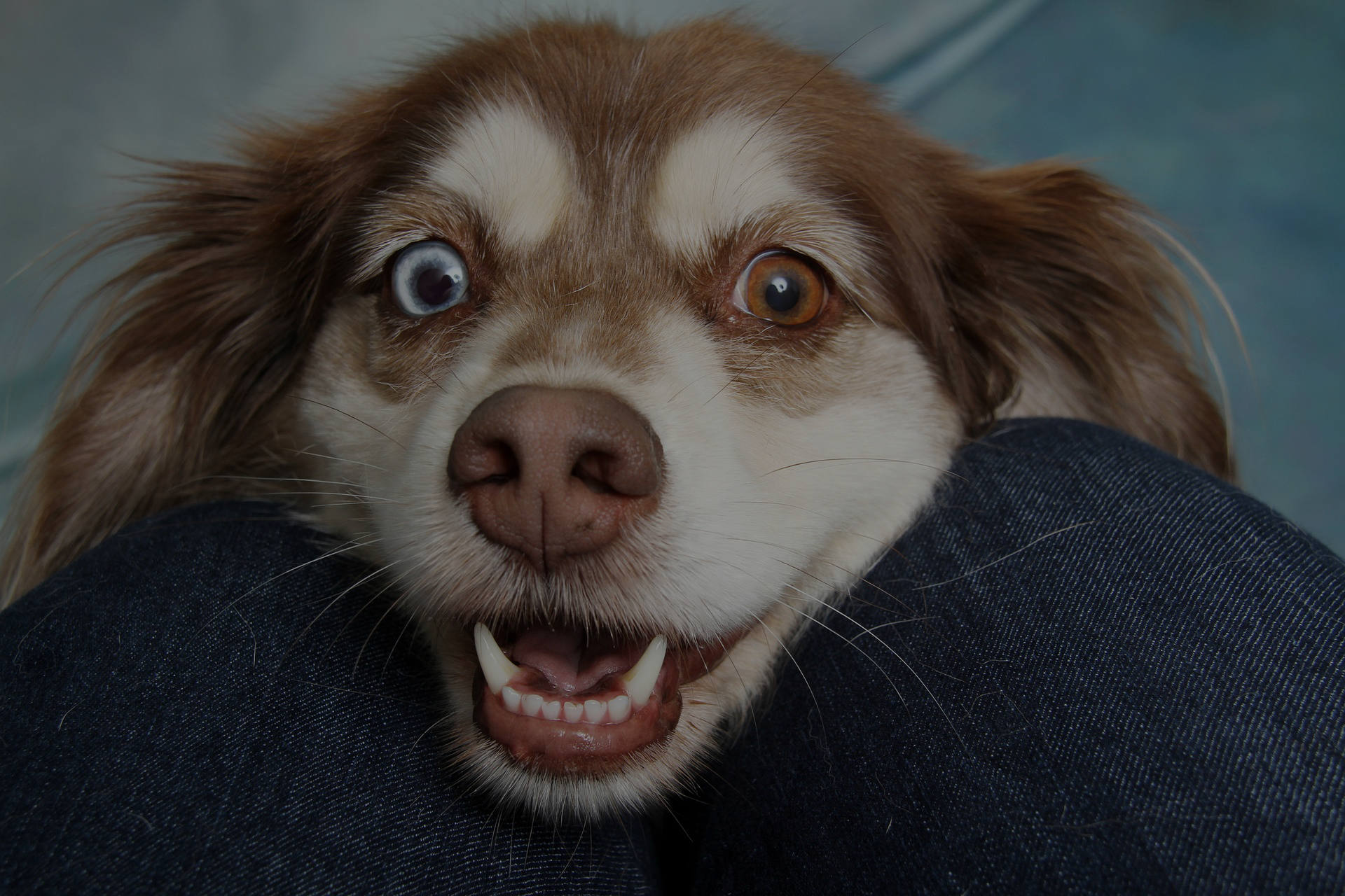 A close-up of a joyful dog with heterochromia, one blue eye and one brown eye. With a light brown coat and white facial markings, it shows its teeth in an open-mouthed, friendly expression while resting its head on a person's denim-clad knees—clearly a moment free from dog separation anxiety.