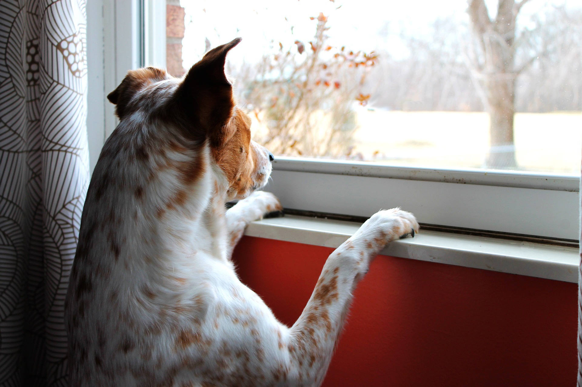 A white and brown dog with spotted fur stands on its hind legs, leaning against a windowsill and looking outside. The scene outside shows bare trees and a light-colored landscape. The dog's ears are perked, showing alertness and curiosity.