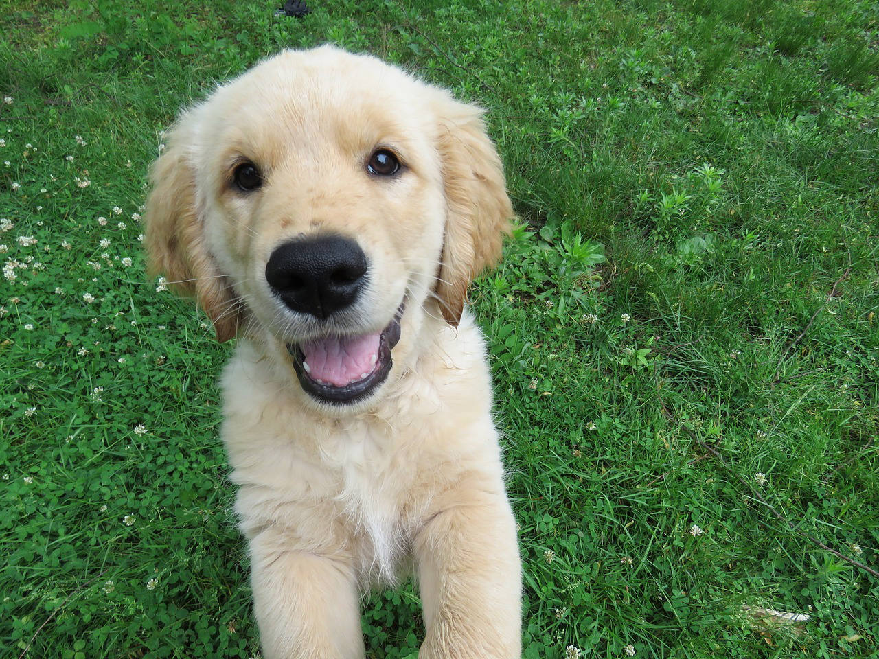 A golden retriever puppy with fluffy fur and a happy face stands on its hind legs in a grassy field. The puppy looks directly at the camera with a big smile, and its front paws are slightly raised off the ground.