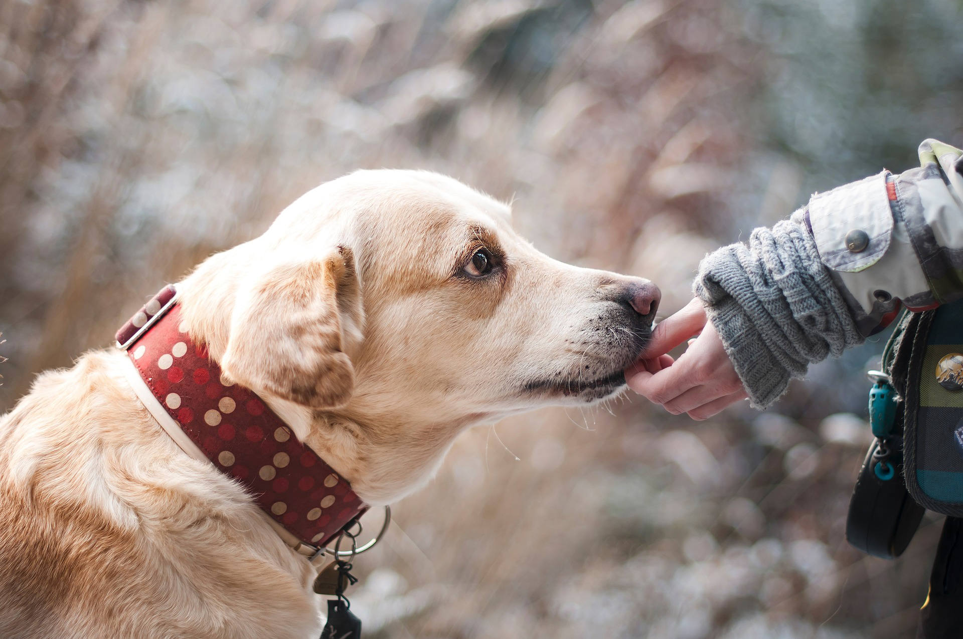 A golden retriever wearing a red collar with white polka dots sniffs or licks the hand of a person dressed in a gray jacket. The background is blurred, featuring outdoor, natural scenery—much like the perfect setting for "How to Potty Train Your Puppy.