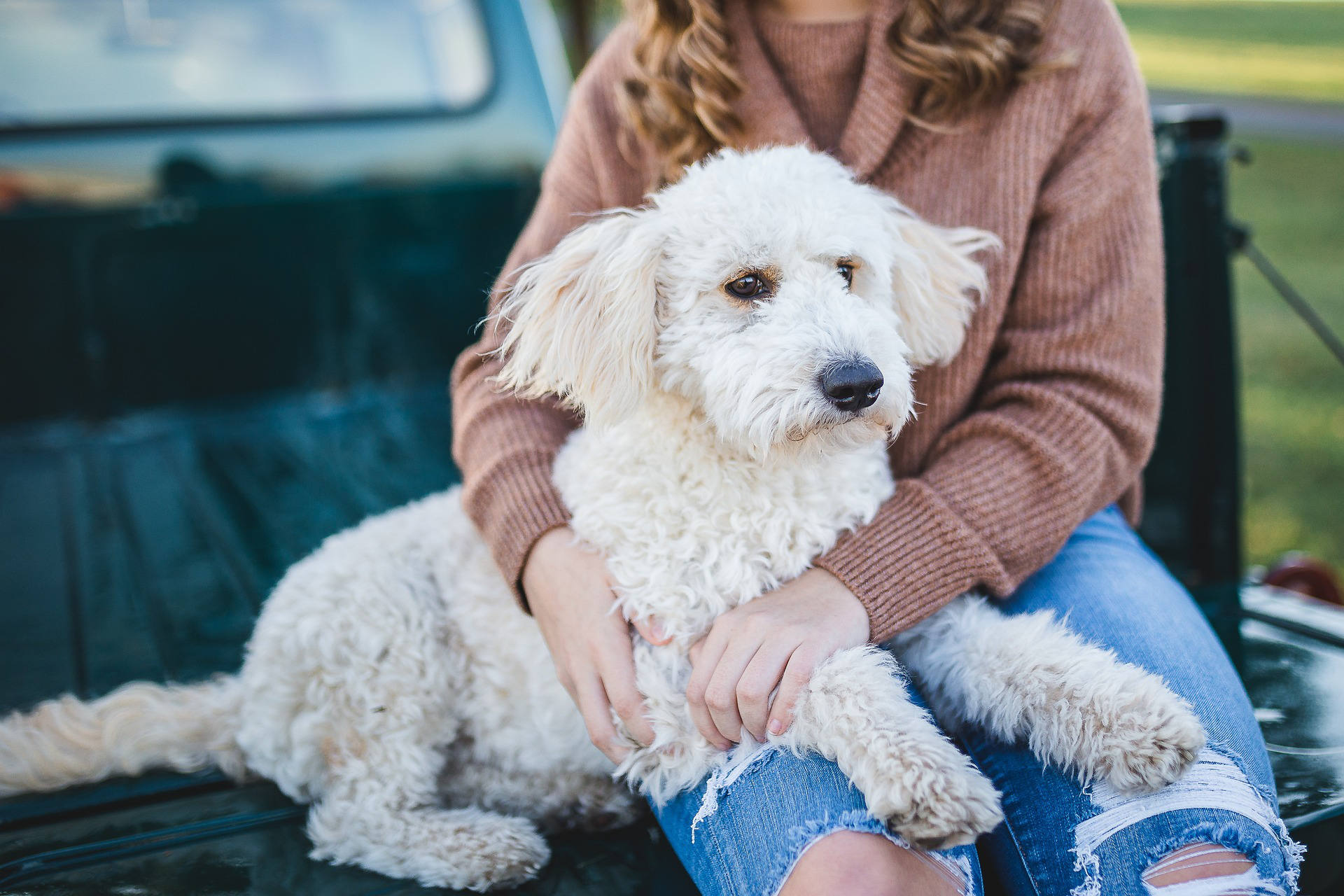 A person with wavy hair, wearing a brown sweater and ripped jeans, sits on the back of a pickup truck holding a fluffy white dog on their lap. The dog, embodying the calm described in "Understanding the Triggers and Preventions of Separation Anxiety in Dogs," looks off into the distance with a serene expression.