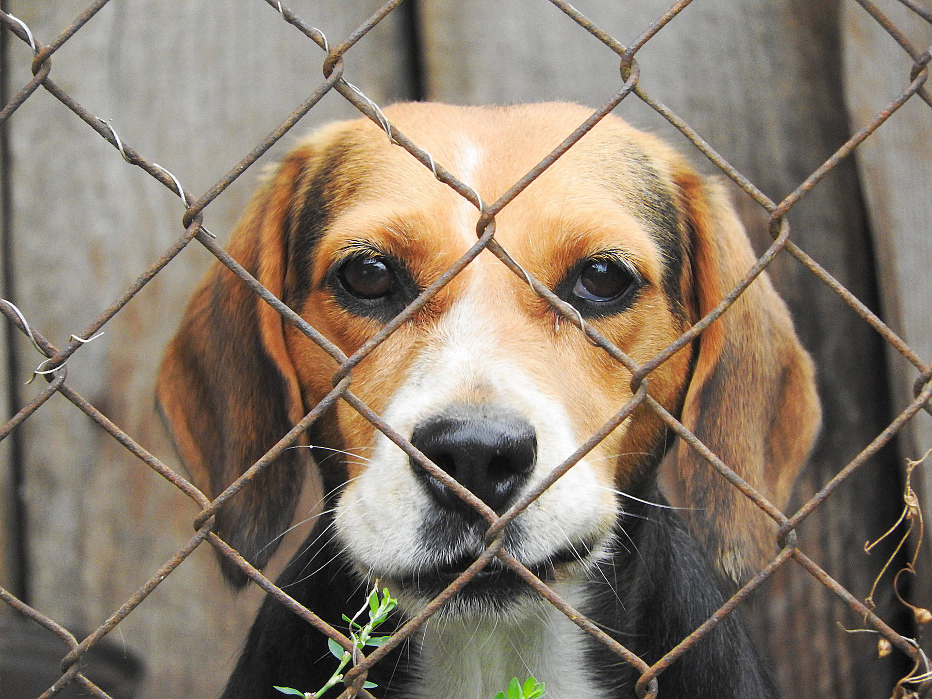 A sad-looking beagle peers through a chain-link fence. The background consists of wooden planks. The dog's face appears close to the camera, highlighting its expressive eyes and making the fence's grid pattern stand out across the image, while a faint sound of dog barking echoes in the distance.