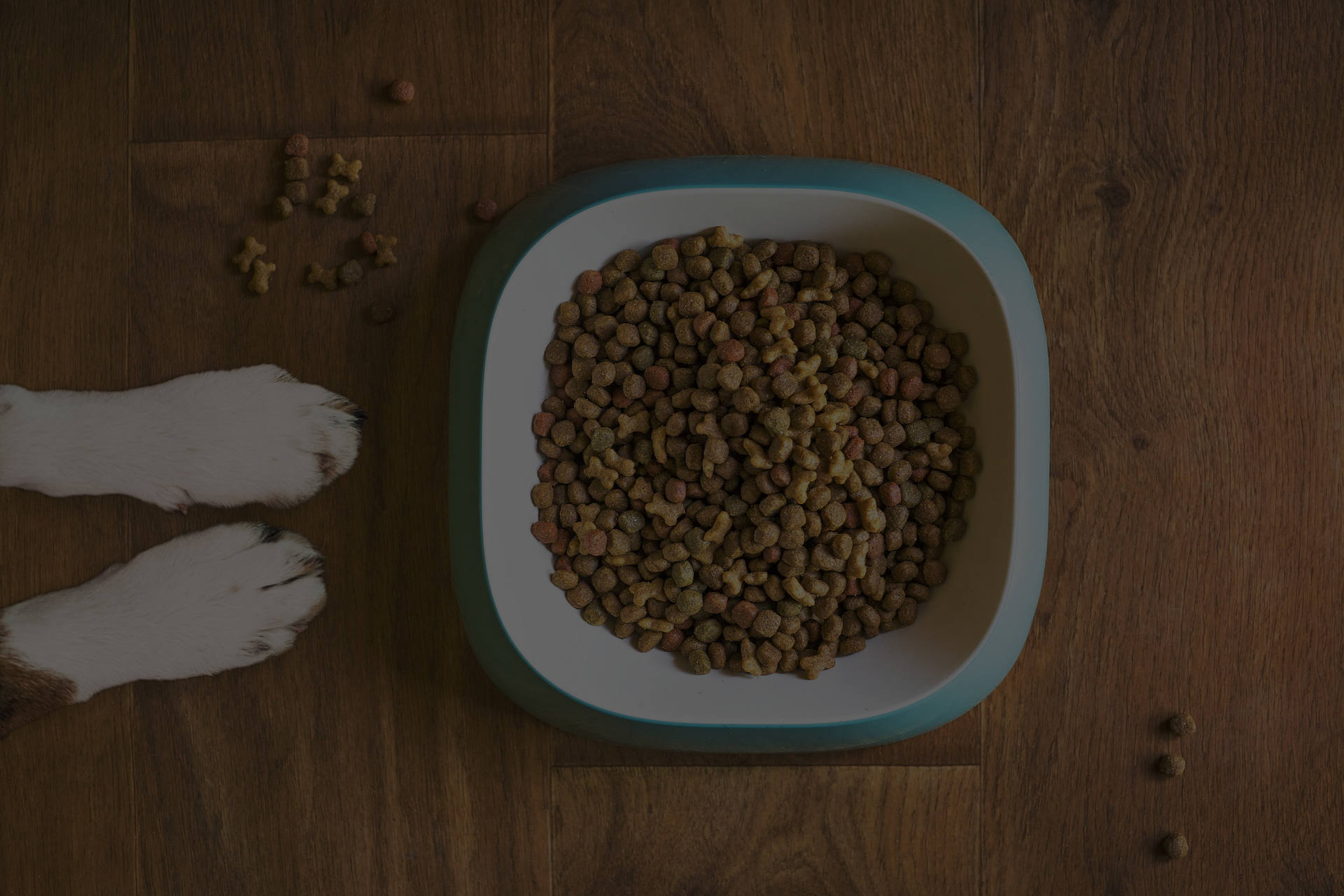 A close-up view of a bowl filled with dry pet food placed on a wooden floor. Two furry paws can be seen beside the bowl. Scattered around are a few pieces of pet food. The background appears to be slightly darkened.