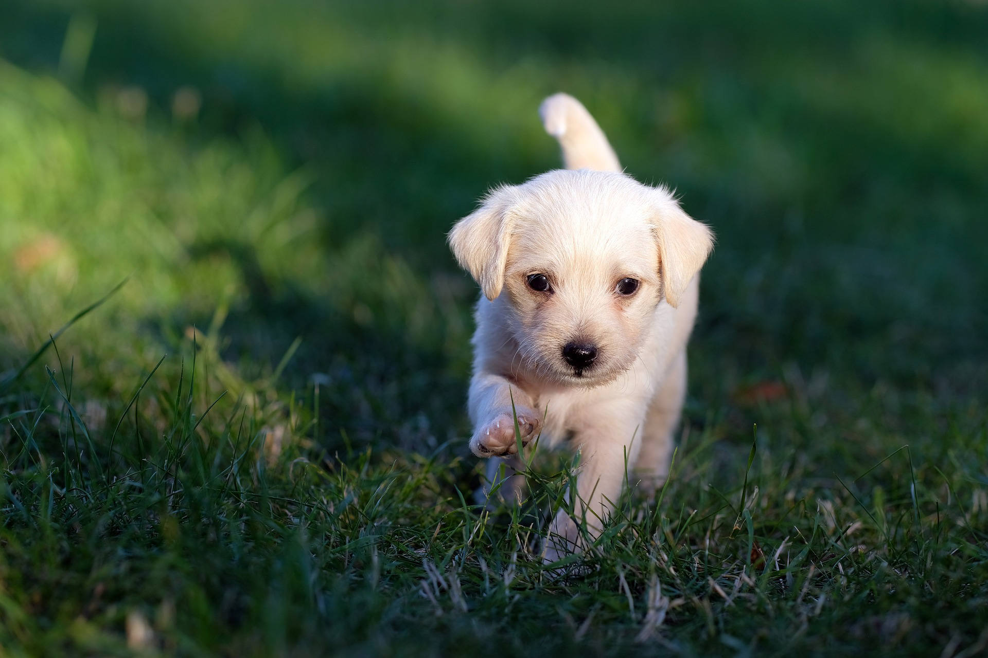 Durham puppy food - Durham Kennels