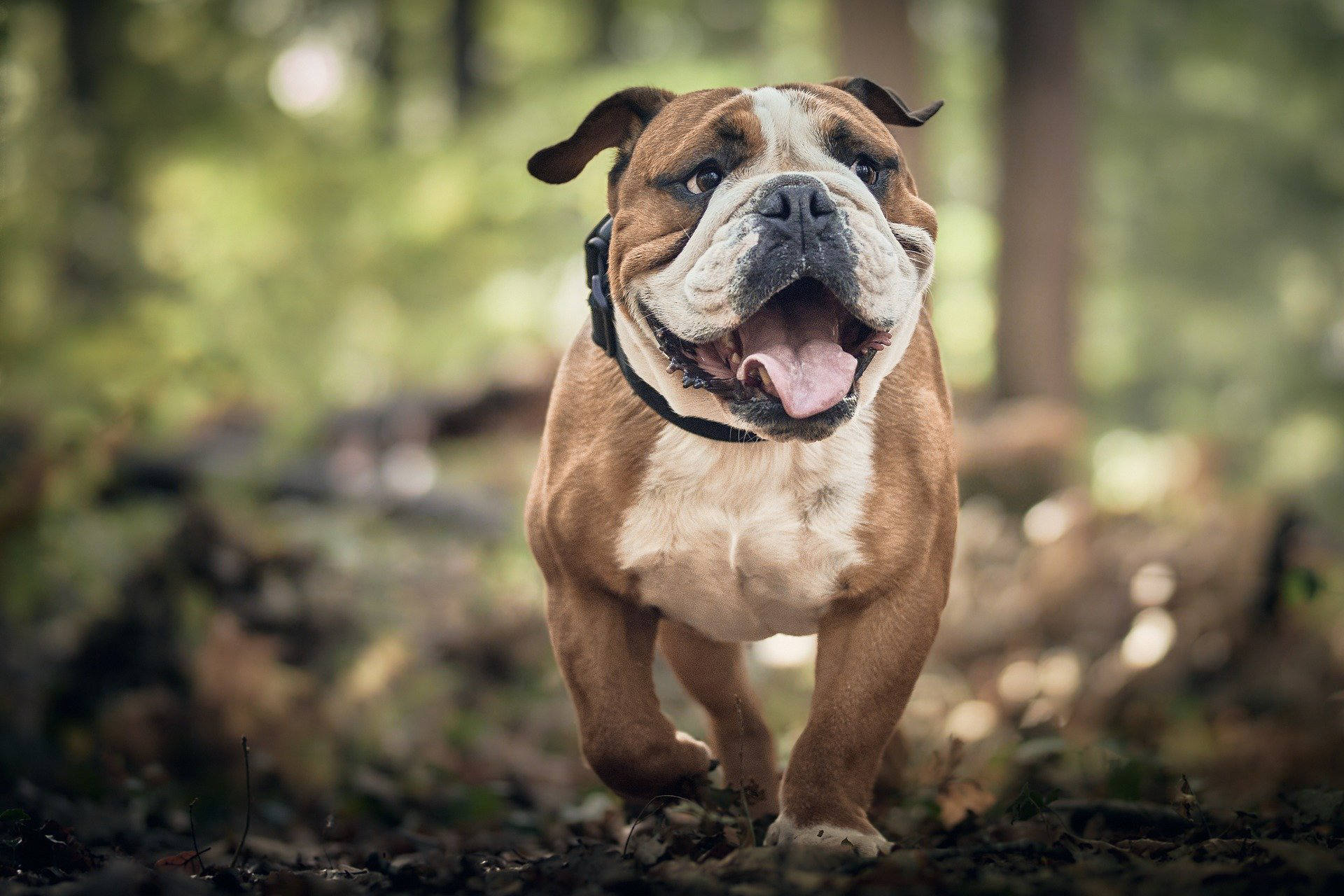 How to Build Trust with your Dog - Durham Kennels